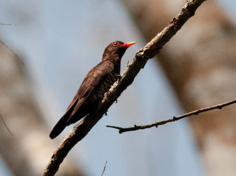 Birds of South East Asia