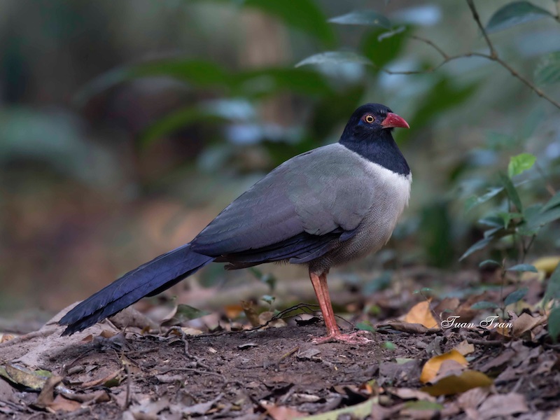 Birds of South East Asia