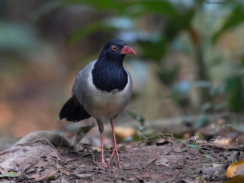 Birds of South East Asia