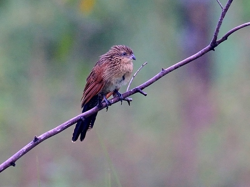 Birds of South East Asia