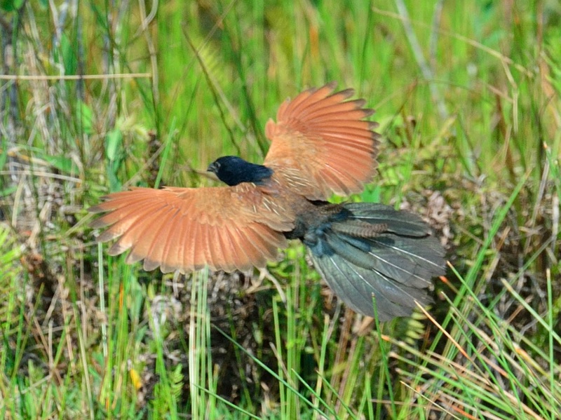 Birds of South East Asia
