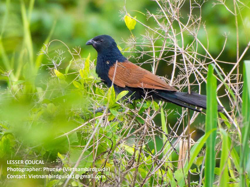 Birds of South East Asia