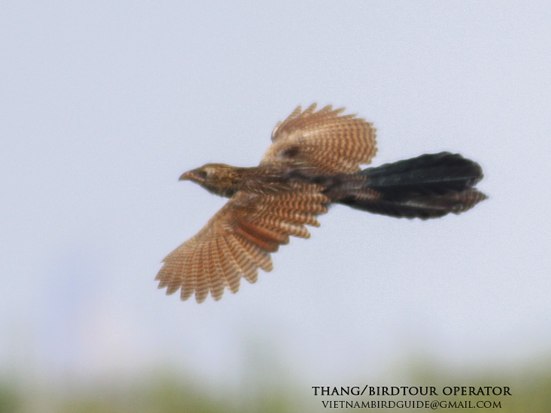 Birds of South East Asia