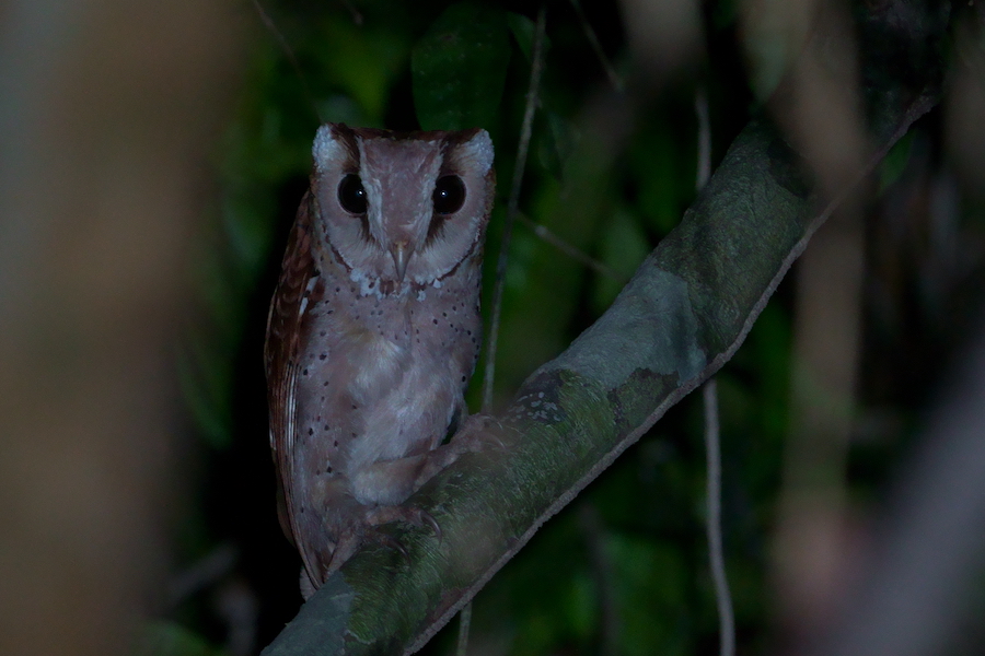 Birds of South East Asia