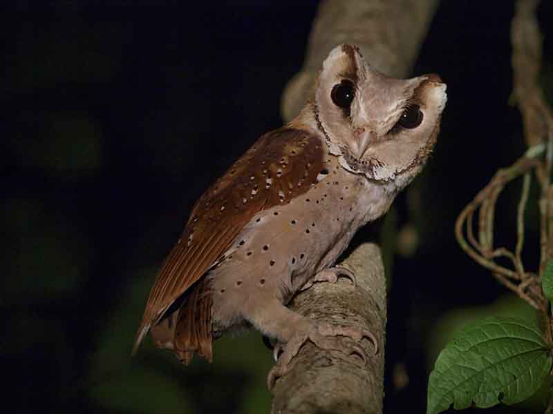 Birds of South East Asia