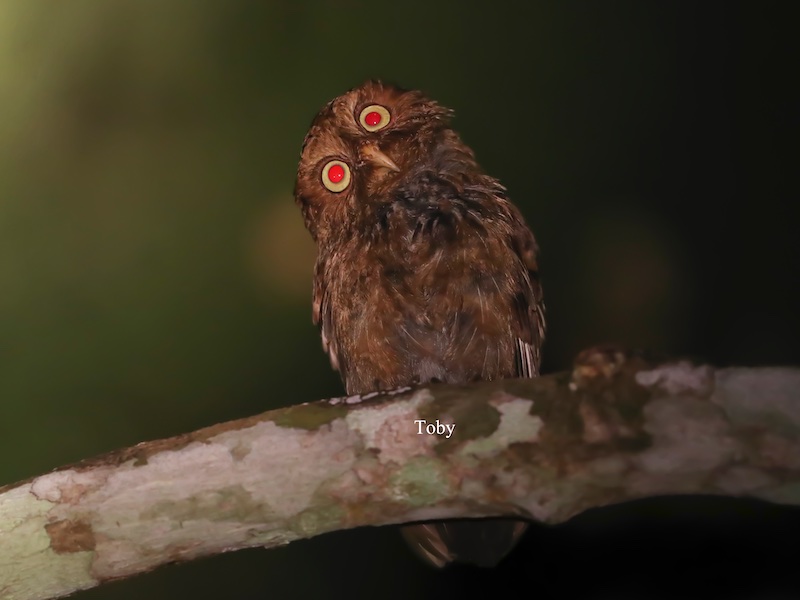 Birds of South East Asia