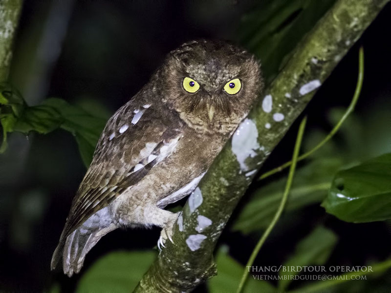 Birds of South East Asia