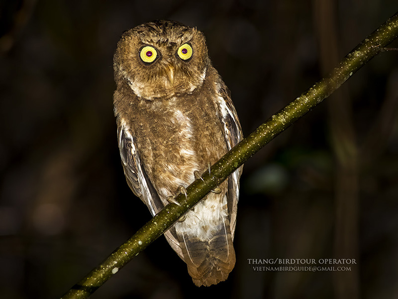 Birds of South East Asia