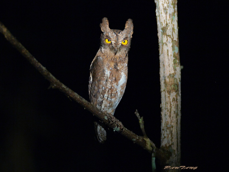 Birds of South East Asia