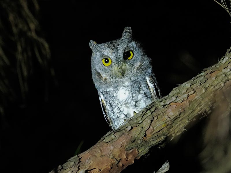 Birds of South East Asia