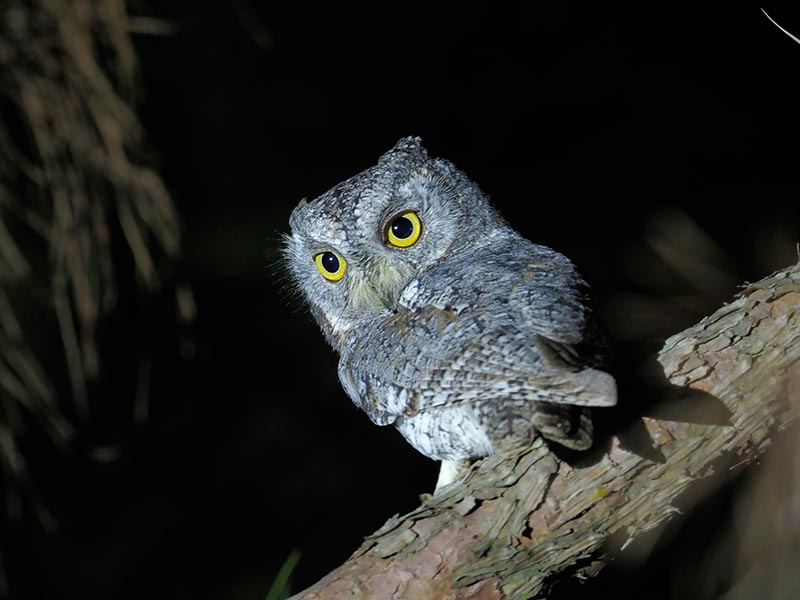 Birds of South East Asia