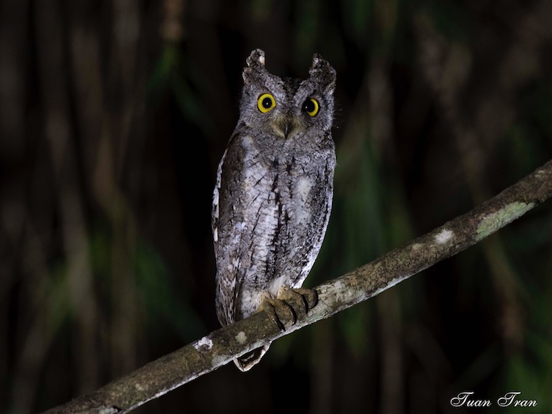 Birds of South East Asia