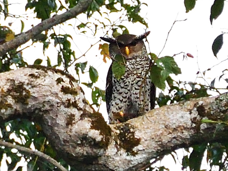 Birds of South East Asia