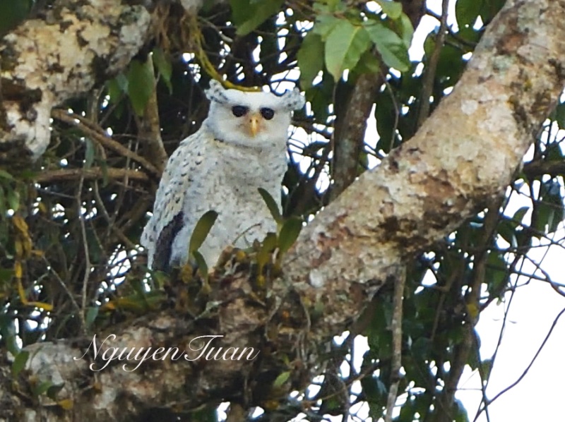 Birds of South East Asia