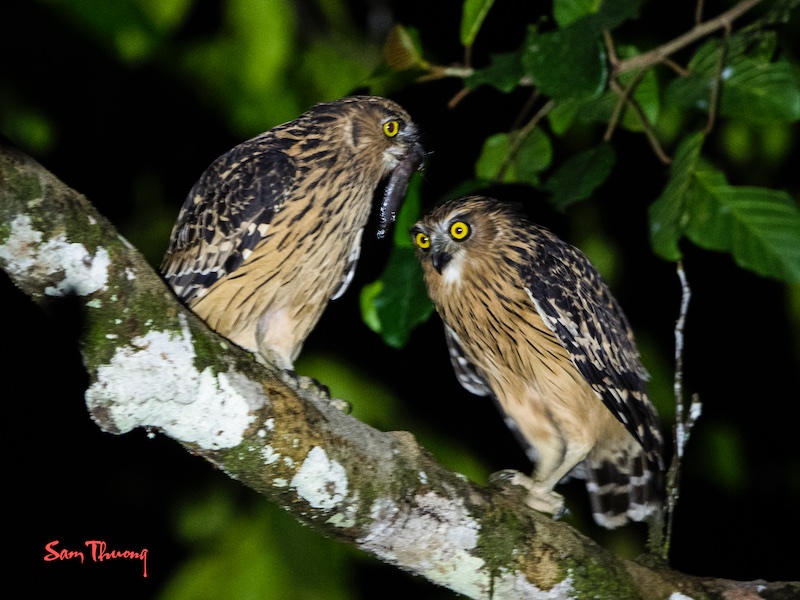 Birds of South East Asia
