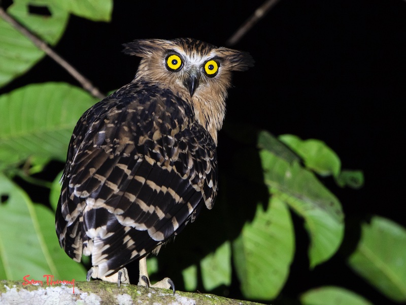 Birds of South East Asia