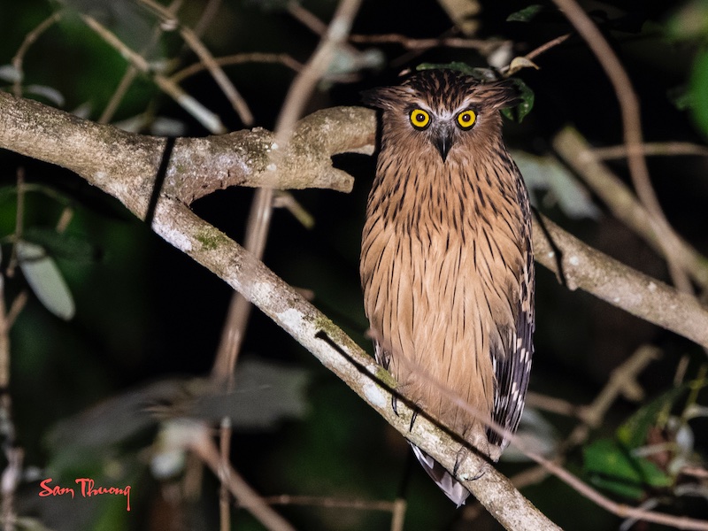 Birds of South East Asia