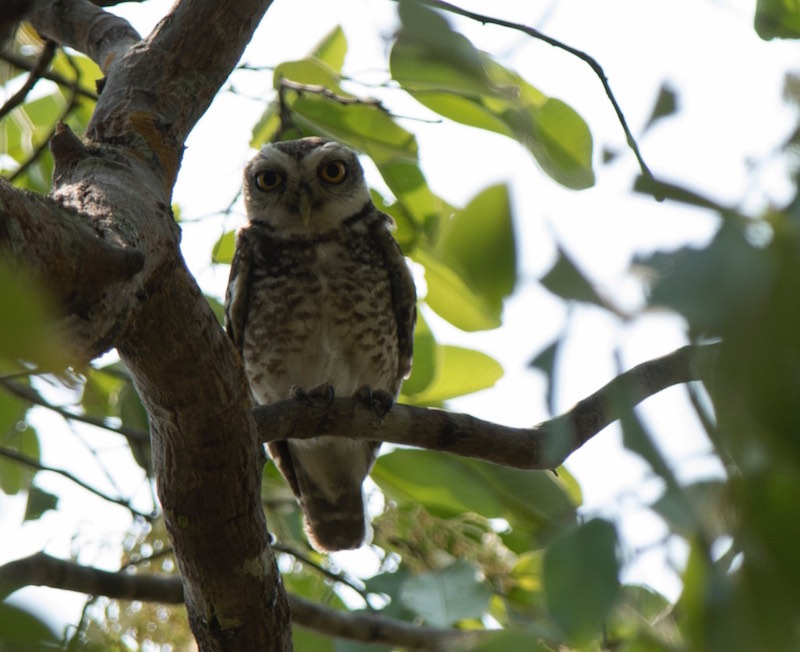 Birds of South East Asia