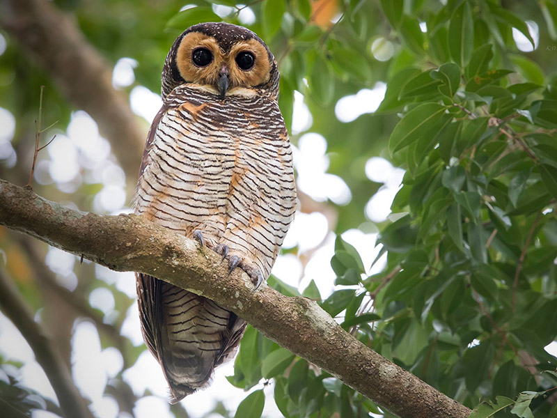Birds of South East Asia