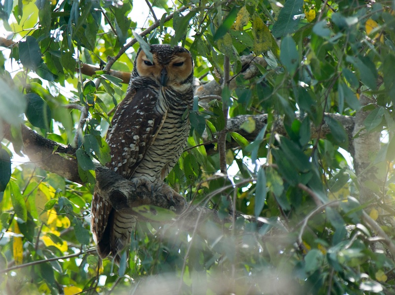 Birds of South East Asia