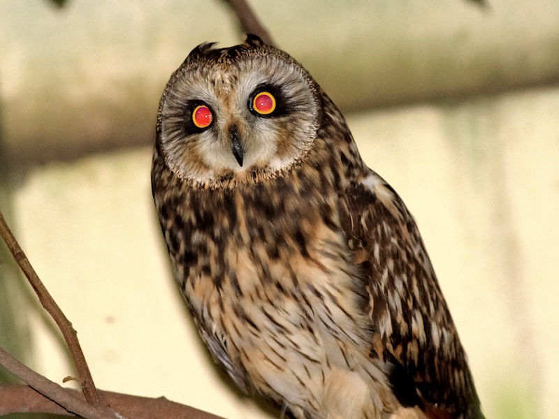 Birds of South East Asia