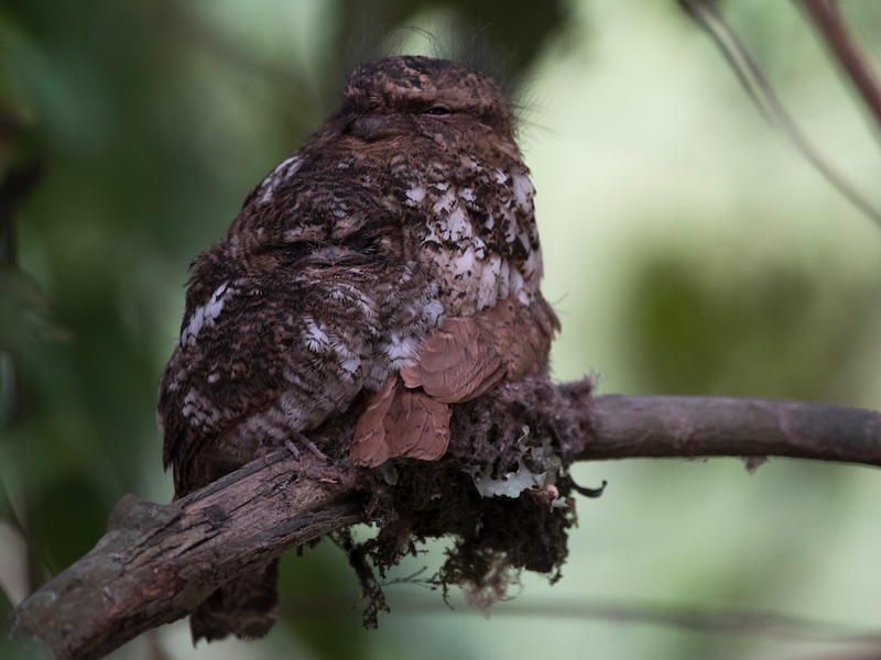 Batrachostomus hodgsoni