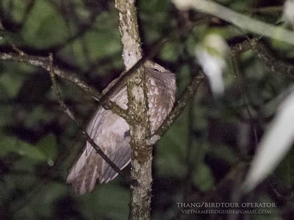 Birds of South East Asia