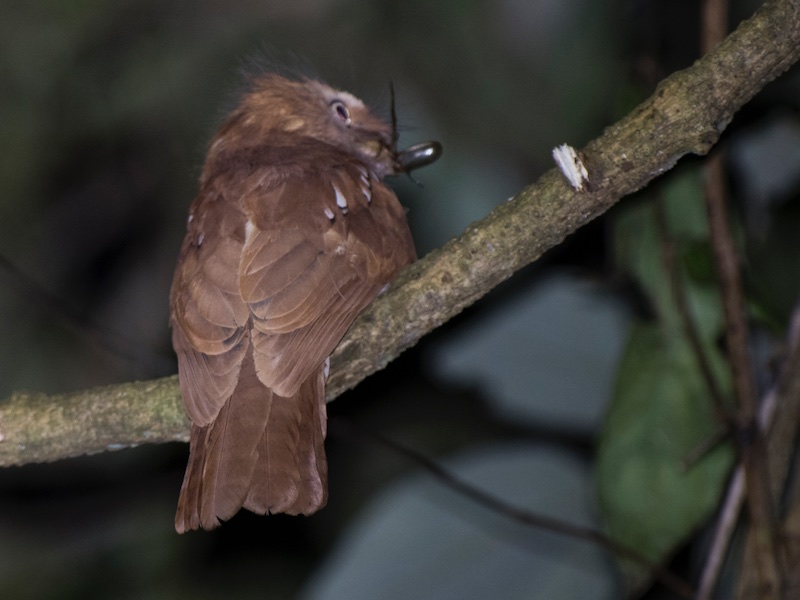 Birds of South East Asia