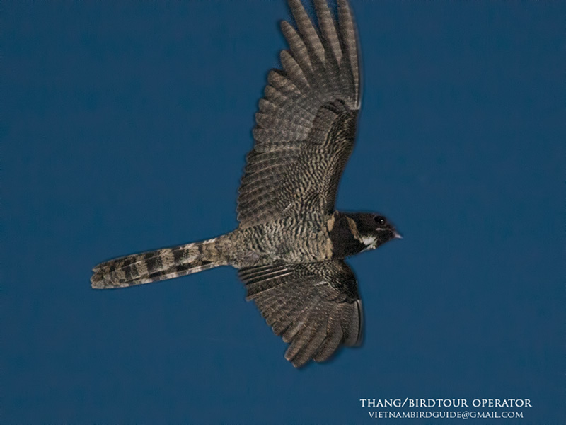 Birds of South East Asia