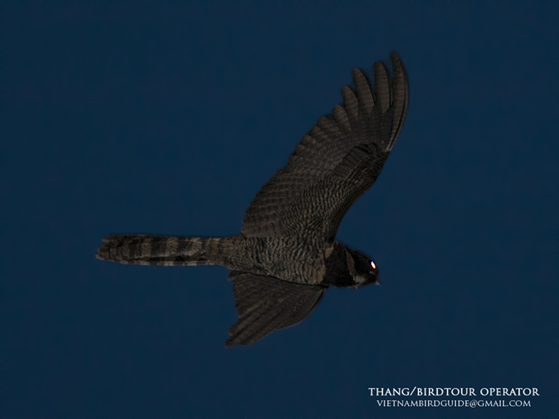 Birds of South East Asia