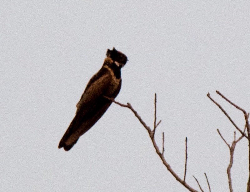 Birds of South East Asia