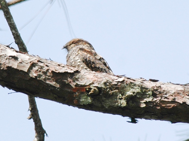 Birds of South East Asia