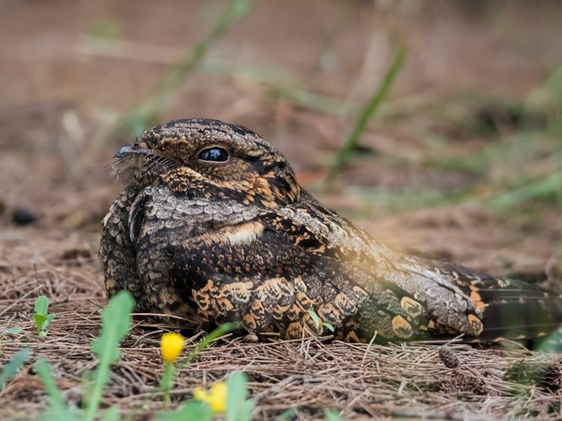 Birds of South East Asia