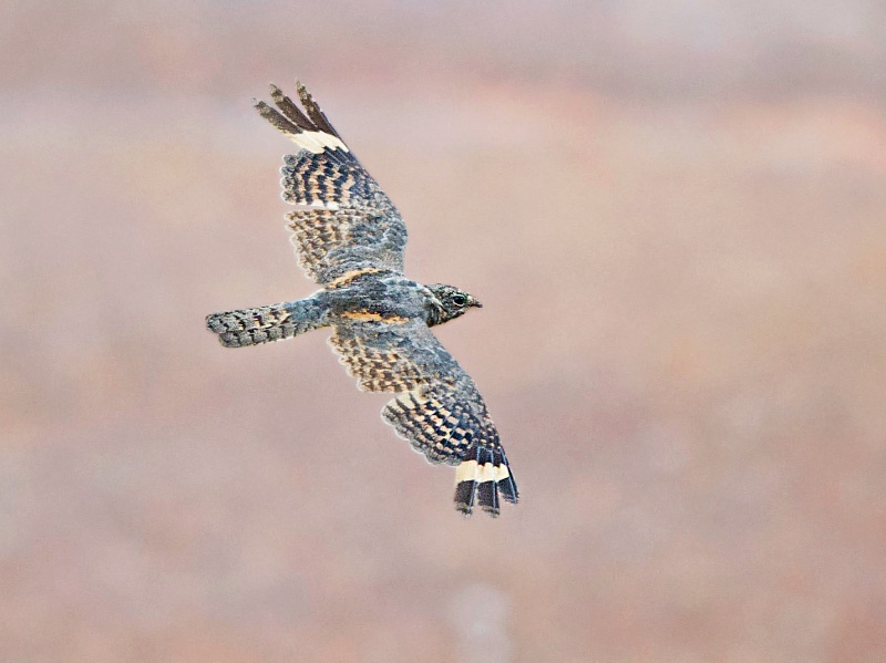 Birds of South East Asia