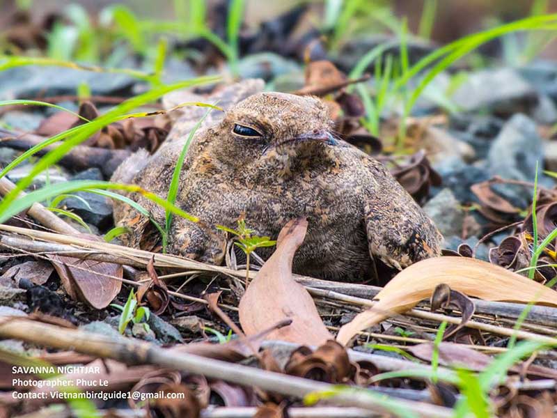 Birds of South East Asia