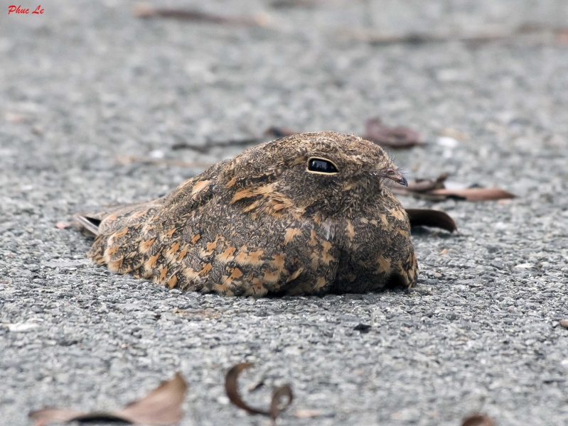 Birds of South East Asia