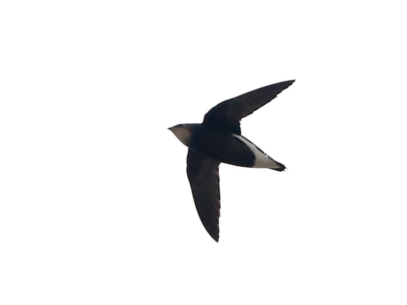 Birds of South East Asia