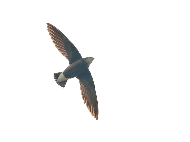 Birds of South East Asia