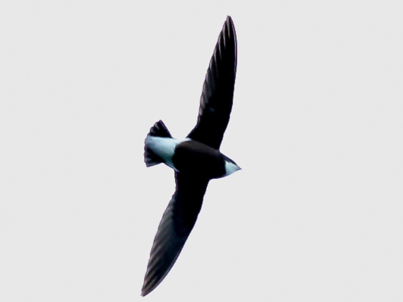 Birds of South East Asia