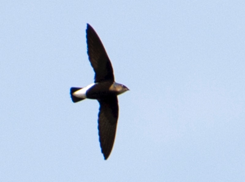 Birds of South East Asia