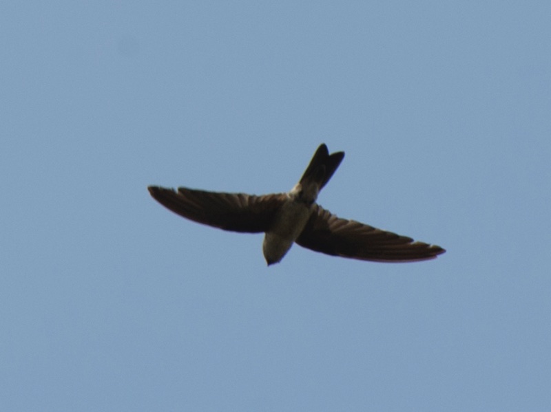 Birds of South East Asia