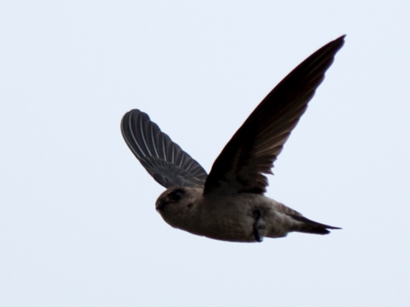 Birds of South East Asia