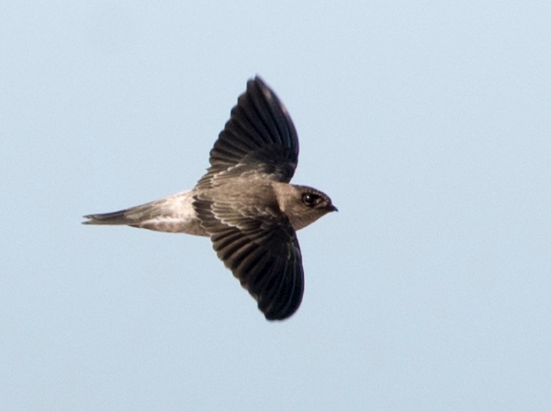 Birds of South East Asia