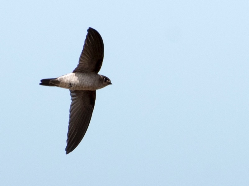 Birds of South East Asia