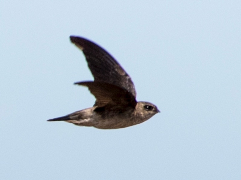 Birds of South East Asia