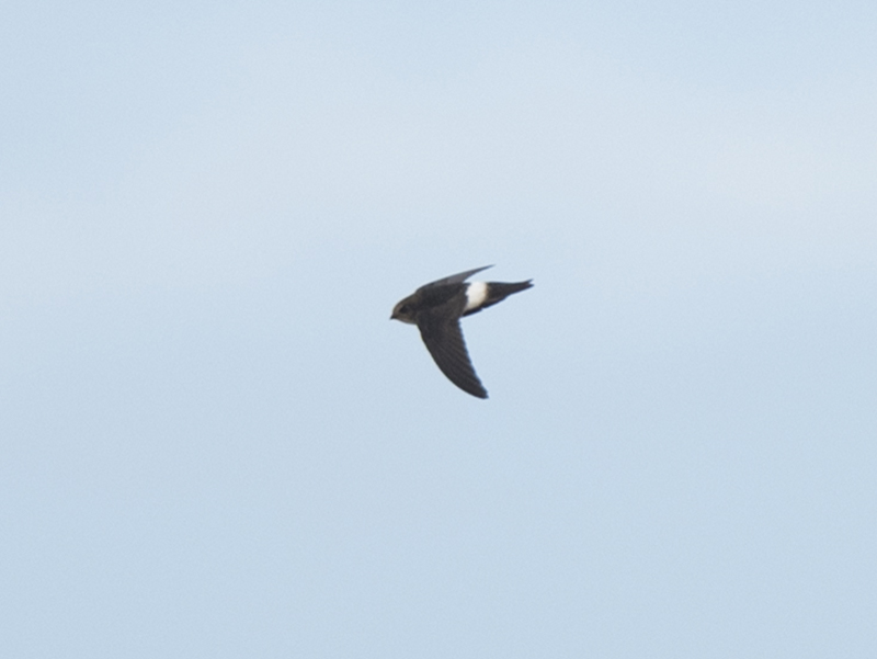 Birds of South East Asia