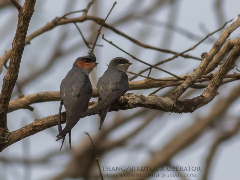 Birds of South East Asia