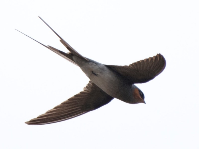 Birds of South East Asia