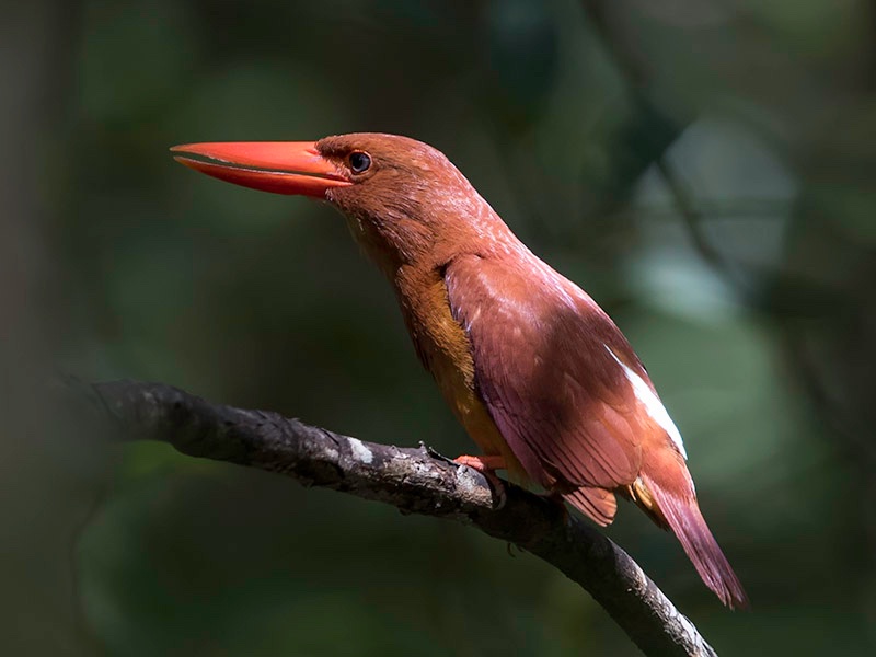 Birds of South East Asia