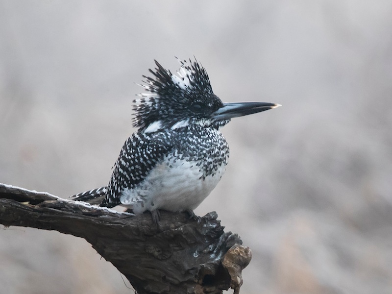 Birds of South East Asia